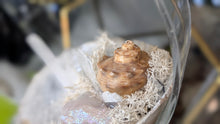 Load image into Gallery viewer, Aura Quartz, Selenite Crystal &amp; Artificial Moss in Seashell (stand Included)
