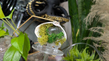 Load image into Gallery viewer, Crackle Quartz Crystal &amp; Artificial Moss in Seashell (stand Included)
