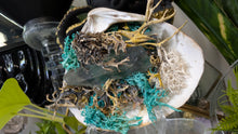 Load image into Gallery viewer, Larimer Quartz Crystal in Moss Seashell (Stand Included)
