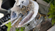 Amethyst, Quartz, Selenite & Blue Lace Agate Seashell (stand Included)