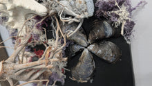 Load image into Gallery viewer, Coastal Seashell Canvas Beach Ocean Art
