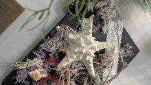 Load image into Gallery viewer, Coastal Seashell Canvas Beach Ocean Art
