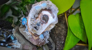 Seashell w/ Opalite Crystals & Artificial Moss