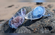 Amethyst & Crackle Quartz Crystal  Seashells 2pcs