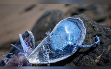 Load image into Gallery viewer, Amethyst &amp; Crackle Quartz Crystal  Seashells 2pcs
