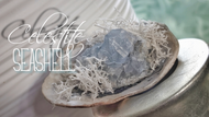 Celestite Crystal & Artificial Moss in Seashell