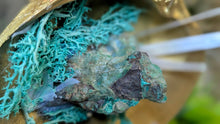 Load image into Gallery viewer, Emerald &amp; Selenite Crystals in Moss Gold Seashell (stand Included)
