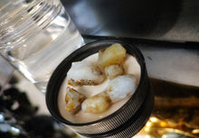 Load image into Gallery viewer, Opalized Wood from Virgin Valley, Arizona (5pcs)
