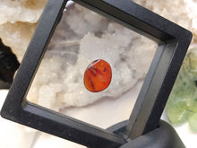 Load image into Gallery viewer, Polished Red Amber with Insect in Display Case
