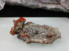 Load image into Gallery viewer, 2&quot; Morocco Vanadinite Crystal Cluster
